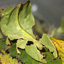 Wandelndes Blatt - Phyllium bioculatum gr�n - - 1 Tier 93830.0