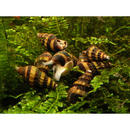 Raubschnecke - Anentome helena - - 5 Schnecken 98561.0