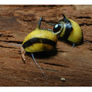 Geweihschnecke - Clithon sp. - - 5 Schnecken