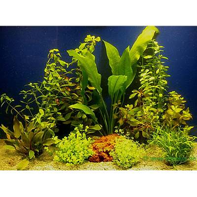 Aquarienpflanzen Sortiment für 80 cm Aquarien - 10 Topfpflanzen