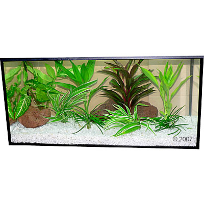 Terrarienpflanzen Zooplants 创Die W黶te Lebt创 - 8 Pflanzen