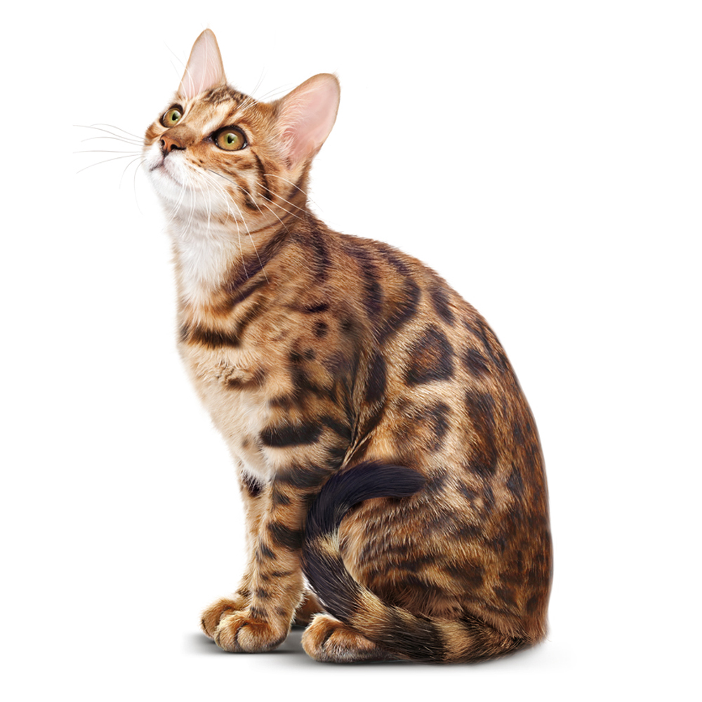 Concept for Life Dry Cat Food Great prices at zooplus