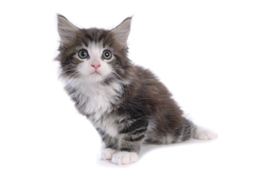 Chat Maine Coon