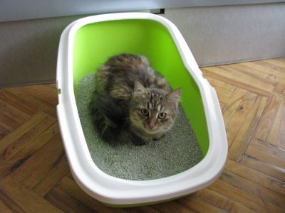 litiere chat grande quantite