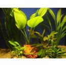 Aquarienpflanzen Diskus Sortiment - - 6 Topfpflanzen