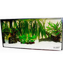 Aquarienpflanzen Zooplants ..Diskus-Werfer.. - - 13 Pflanzen