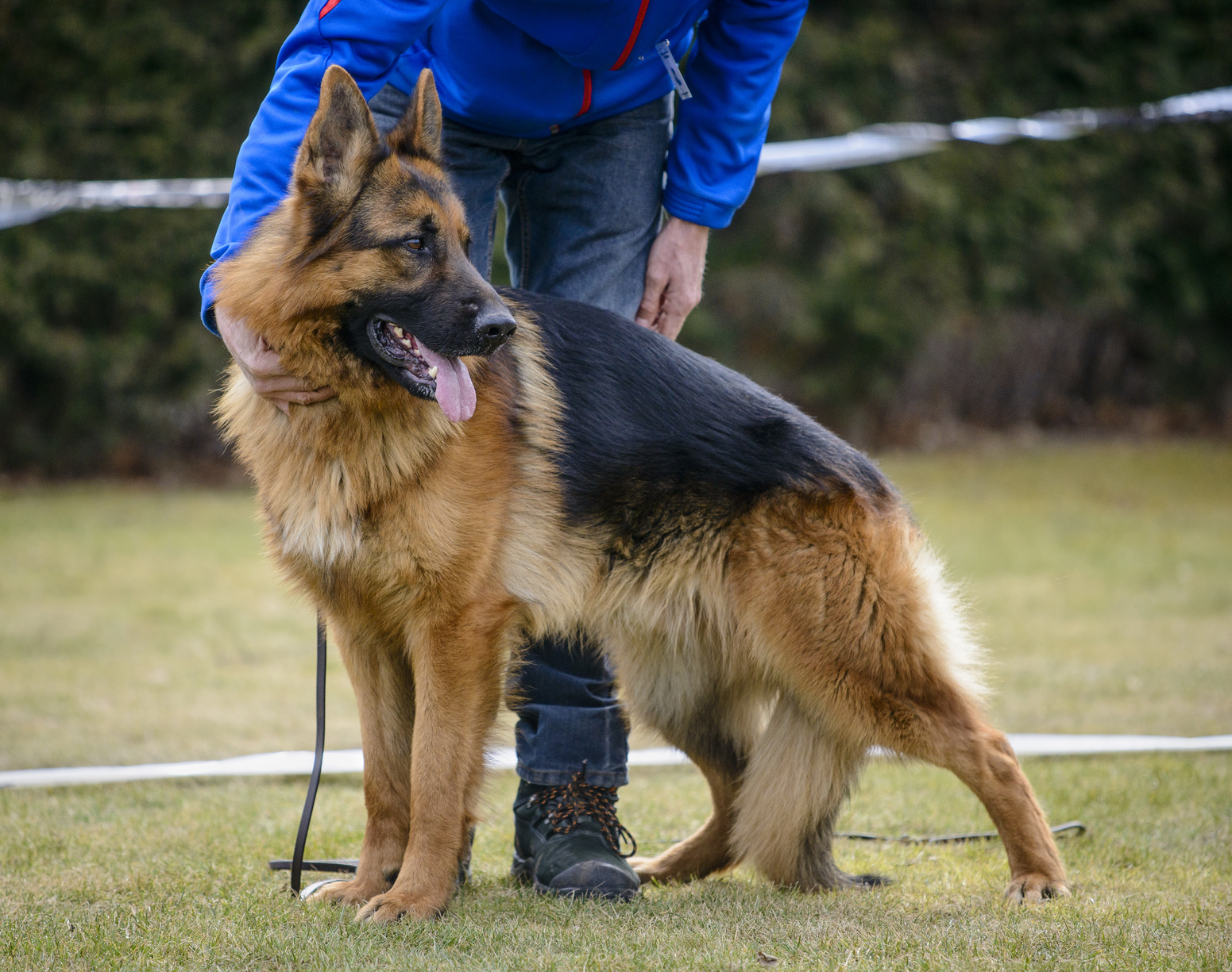 deutscher-sch-ferhund-rassebeschreibung-zooplus-hundemagazin