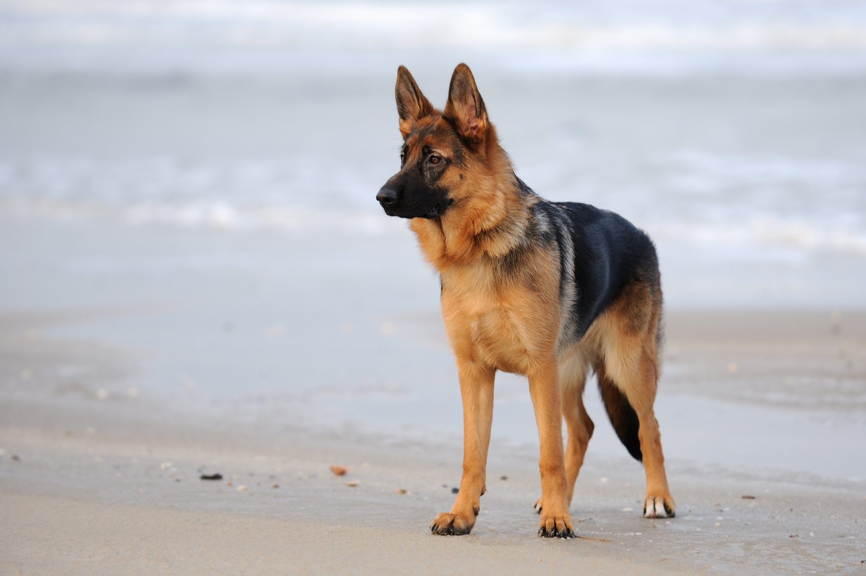 Deutscher Sch ferhund Rassebeschreibung Zooplus Hundemagazin