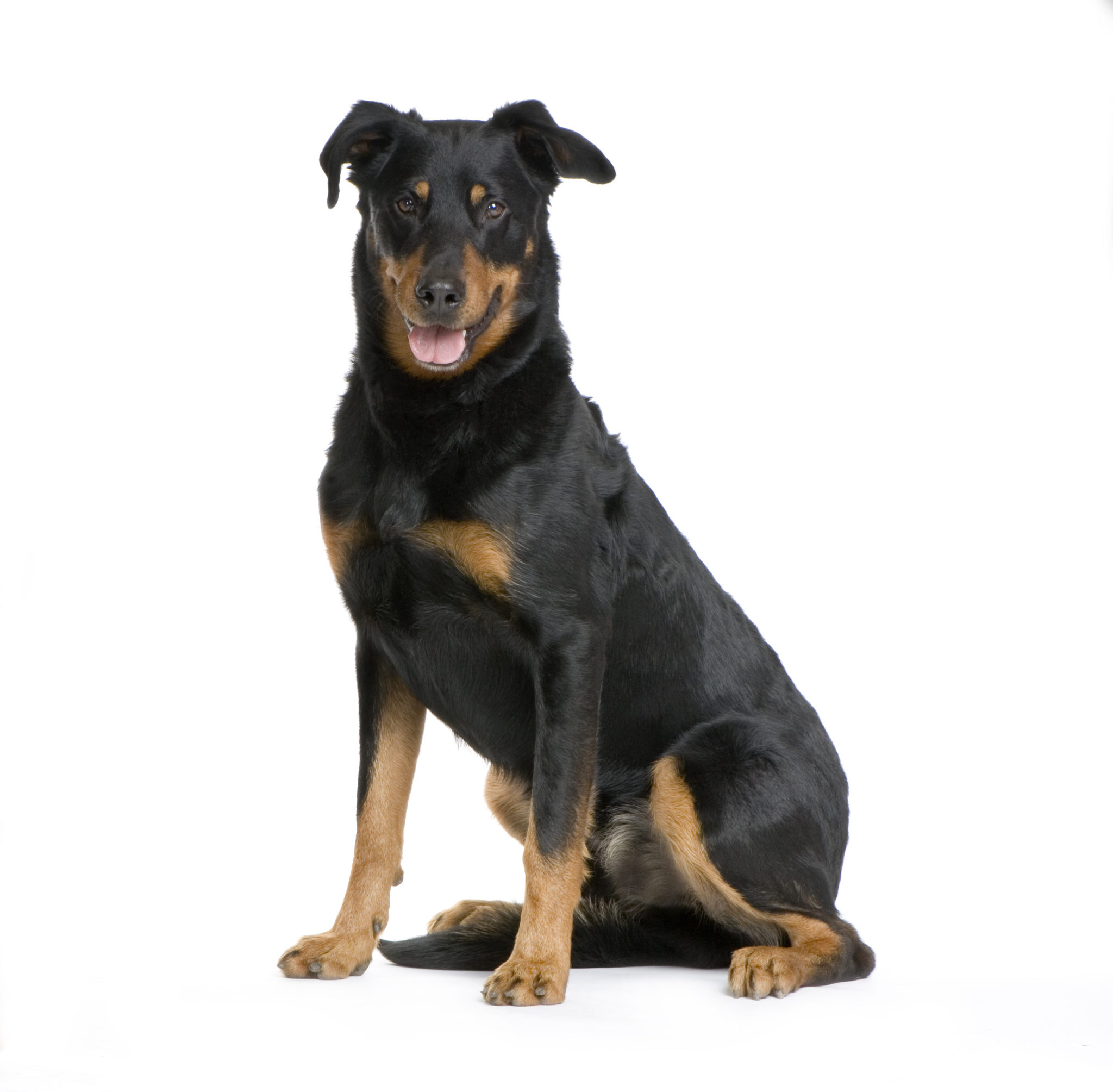 Beauceron Rassebeschreibung Zooplus Hundemagazin