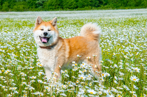 koika hund