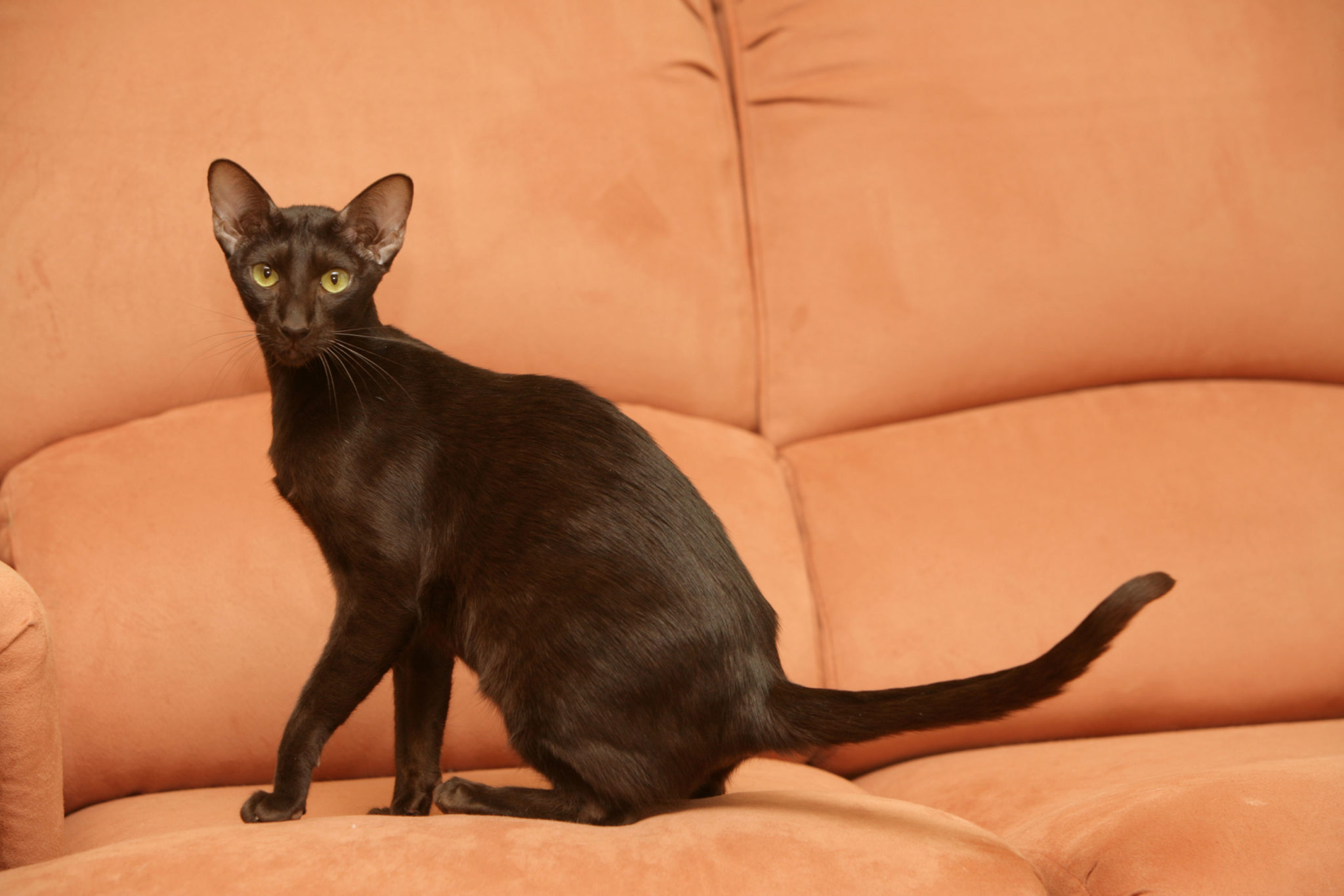 BombayKatze Rassebeschreibung zooplus Katzenmagazin