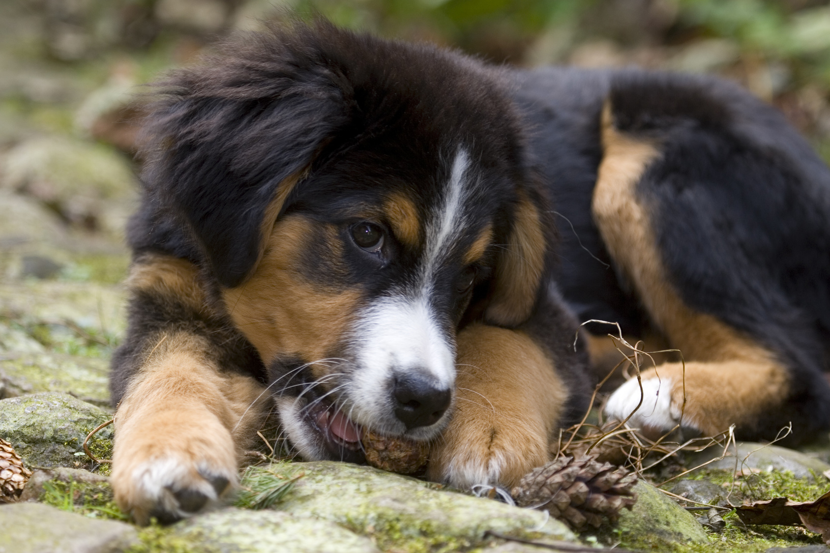 Berner Sennenhund Ern hrung Welches Futter Ist Das Beste 