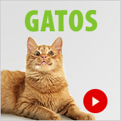 Zooutlet gato