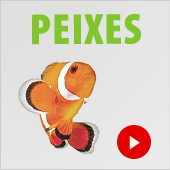 Zooutlet peixes