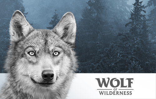 Wolf of wilderness