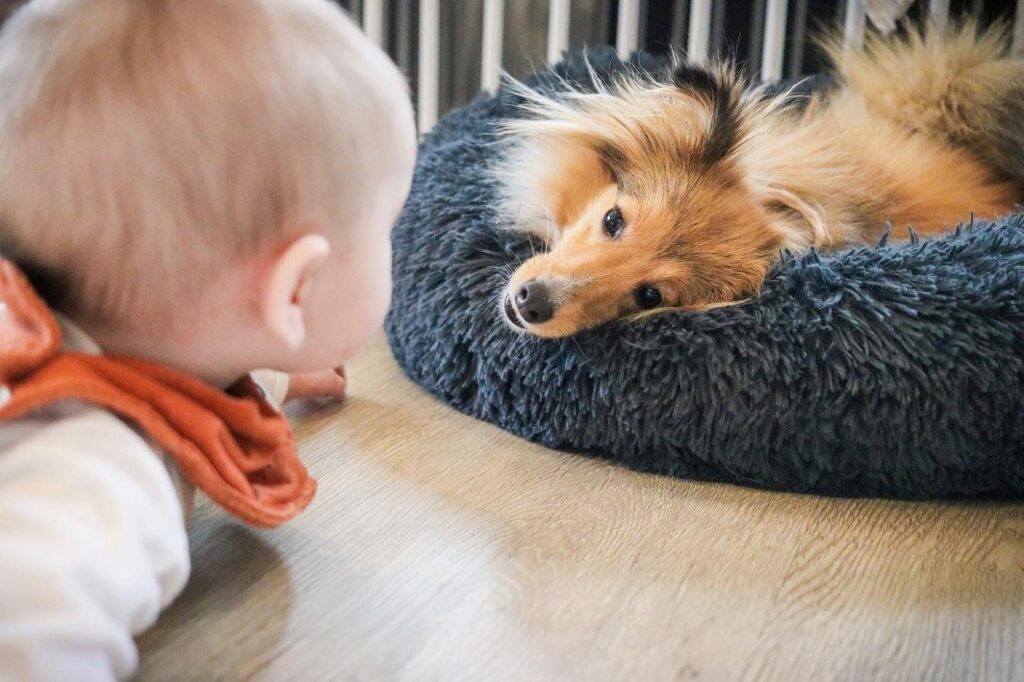 Baby und Hund