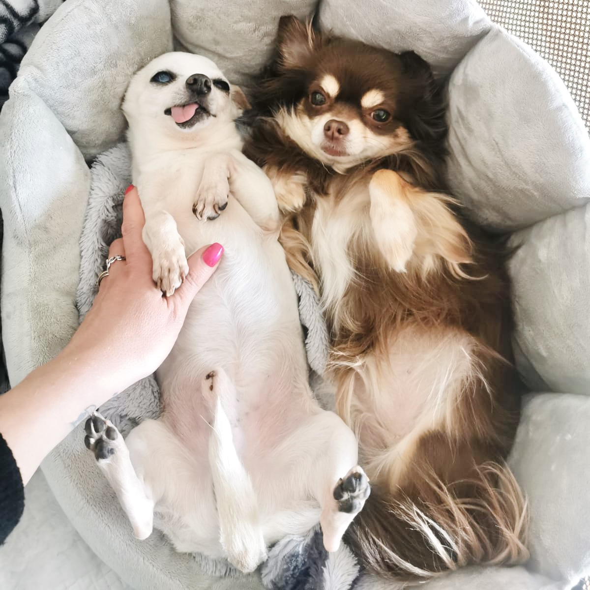 Chihuahuas Hugo und Daisy