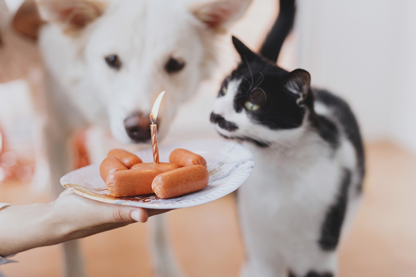 Hund und Katze riechen an einem Würstchen