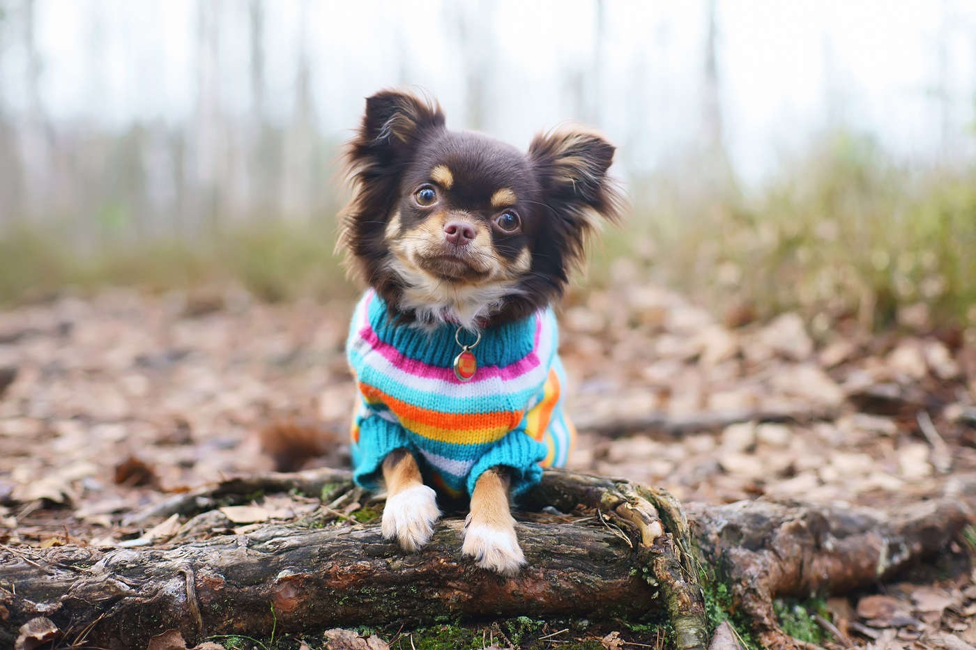 hihuahua mit einem DIY Hundepullover im Wald