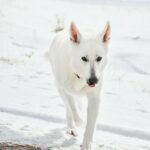 schweizer schäferhund draußen im schnee
