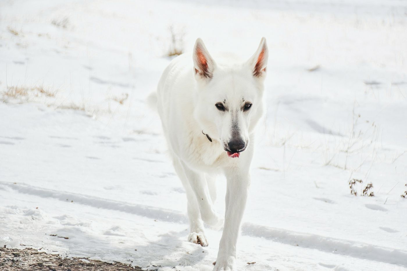 schweizer schäferhund draußen im schnee
