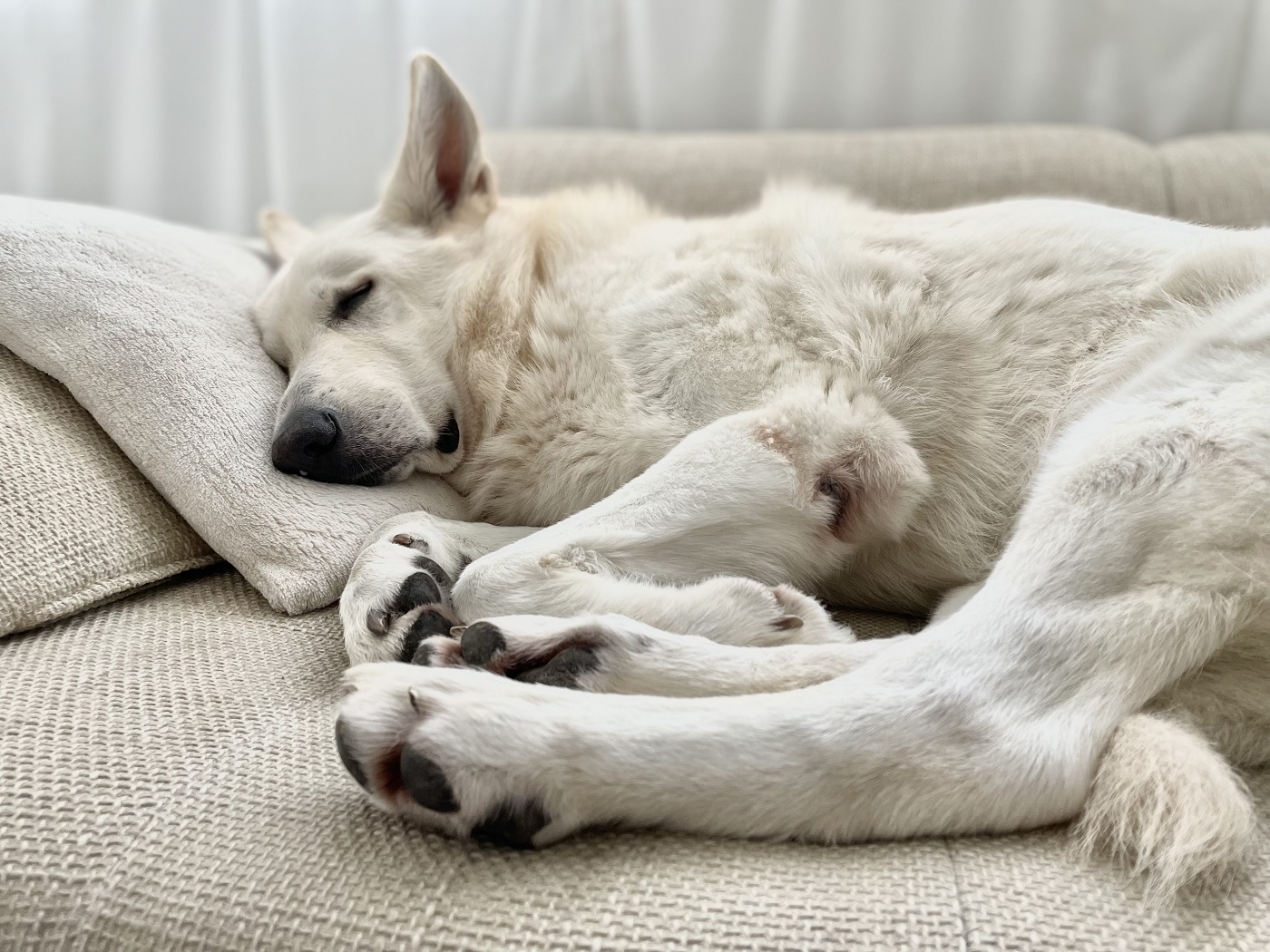 Weißer Schweizer Schäferhund schläft