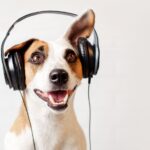 zooplus Podcast Fantastic Paws