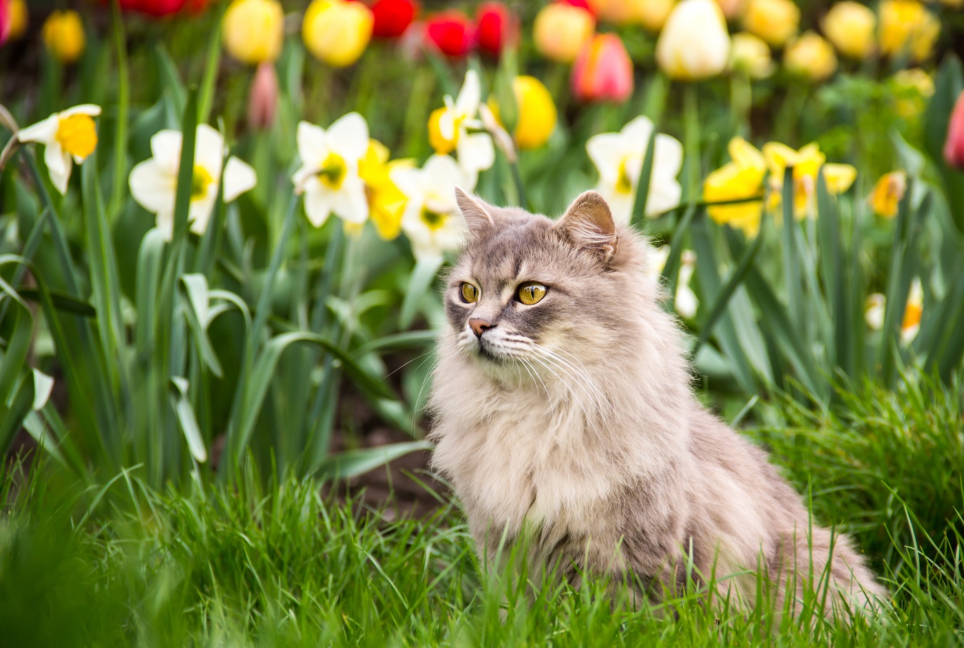 Katze Frühling