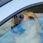 Hund bei Hitze im Auto