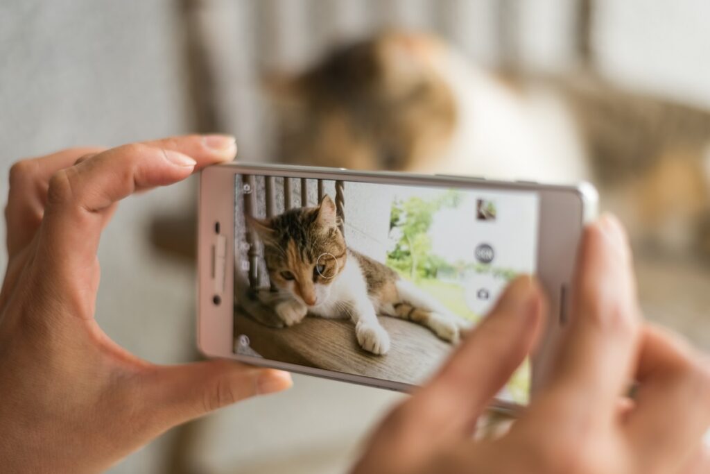 KI App erkennt Schmerzen bei Katzen