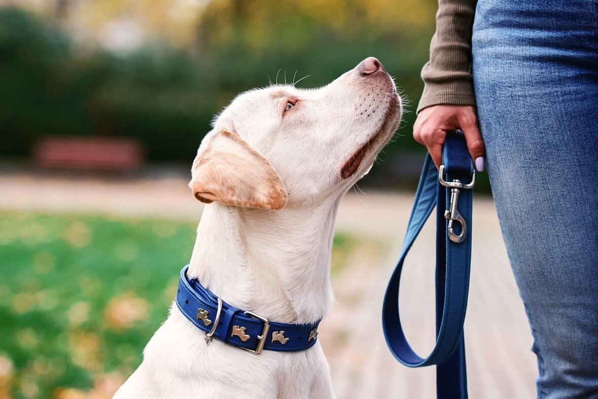 Tierschutz-Hundeverordnung 2022