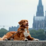 Hundefreundliche Städte Deutschland