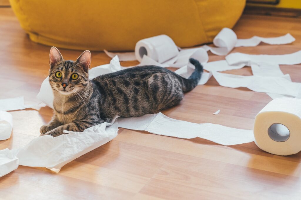 Katze spielt mit Toilettenpapierrolle
