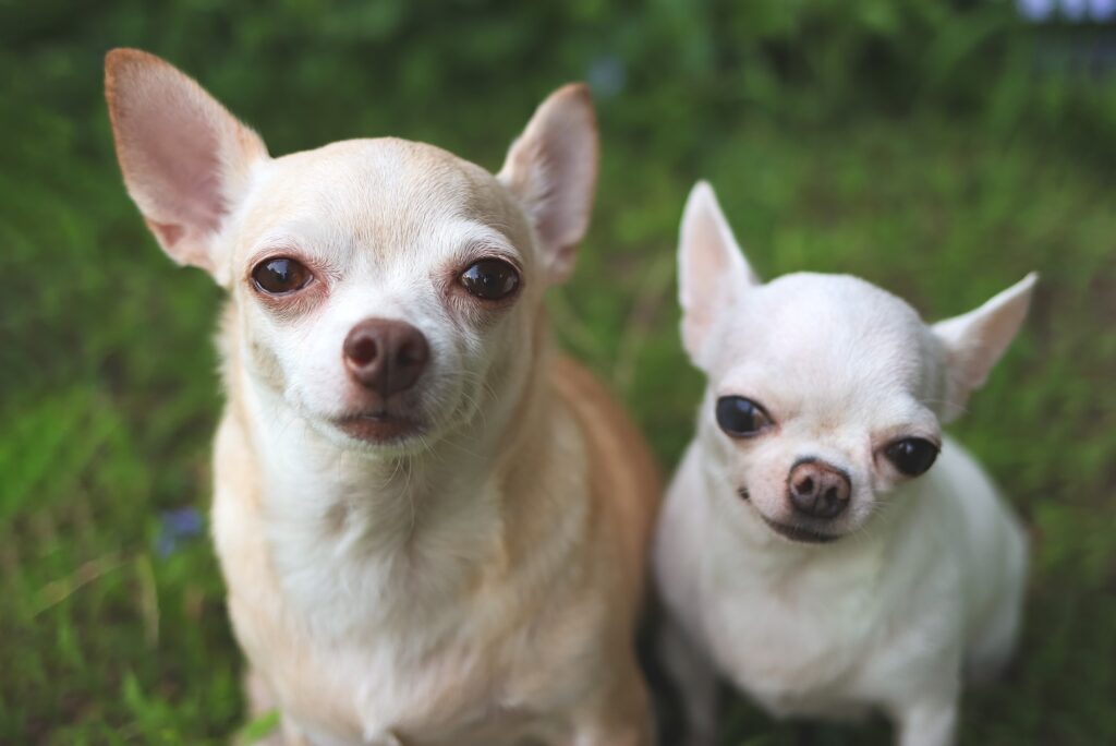 Chihuahua Qualzucht