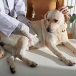 Labrador Tierarzt