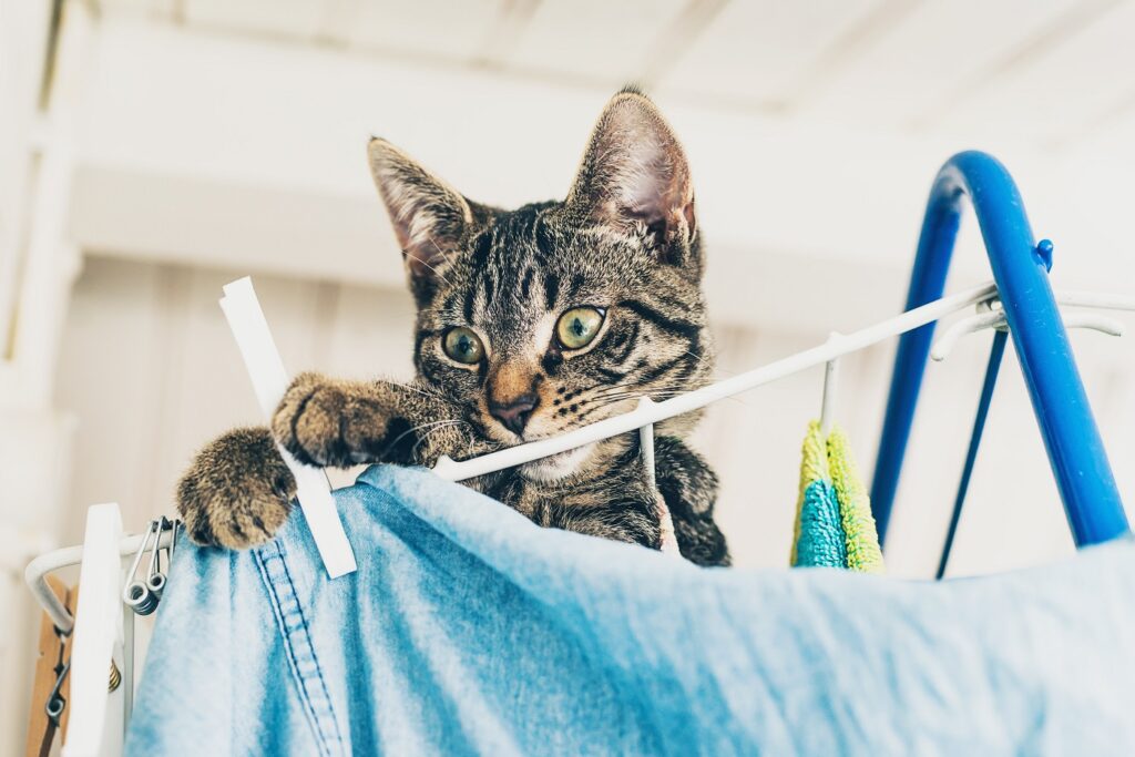 Katze Wäsche