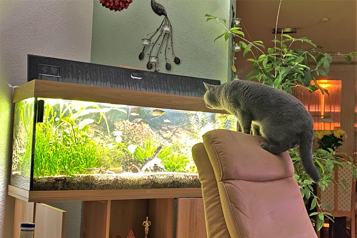 Katze Aquarium