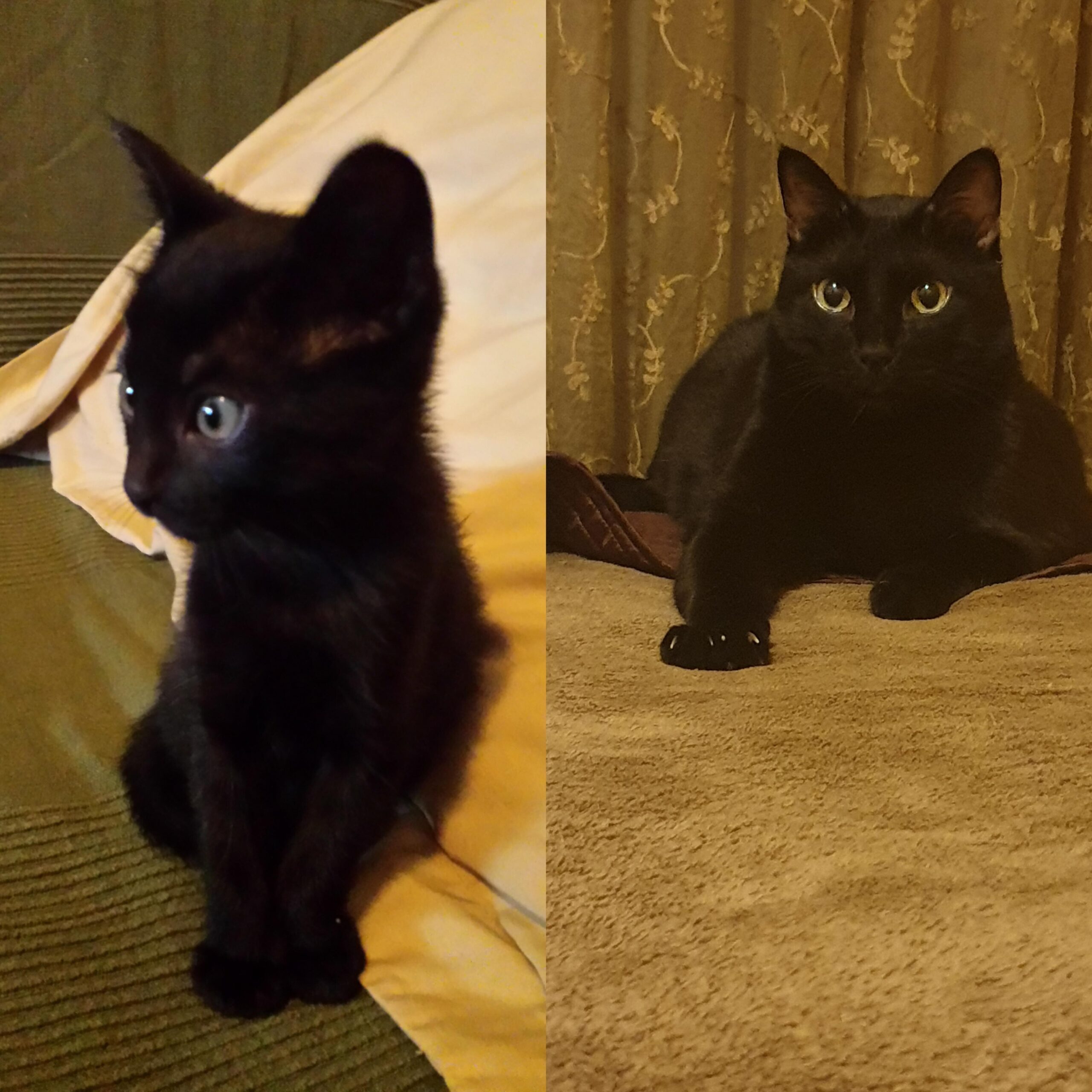 schwarze Katze Kitten