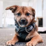Hund im Büro Internationaler Bürohundtag