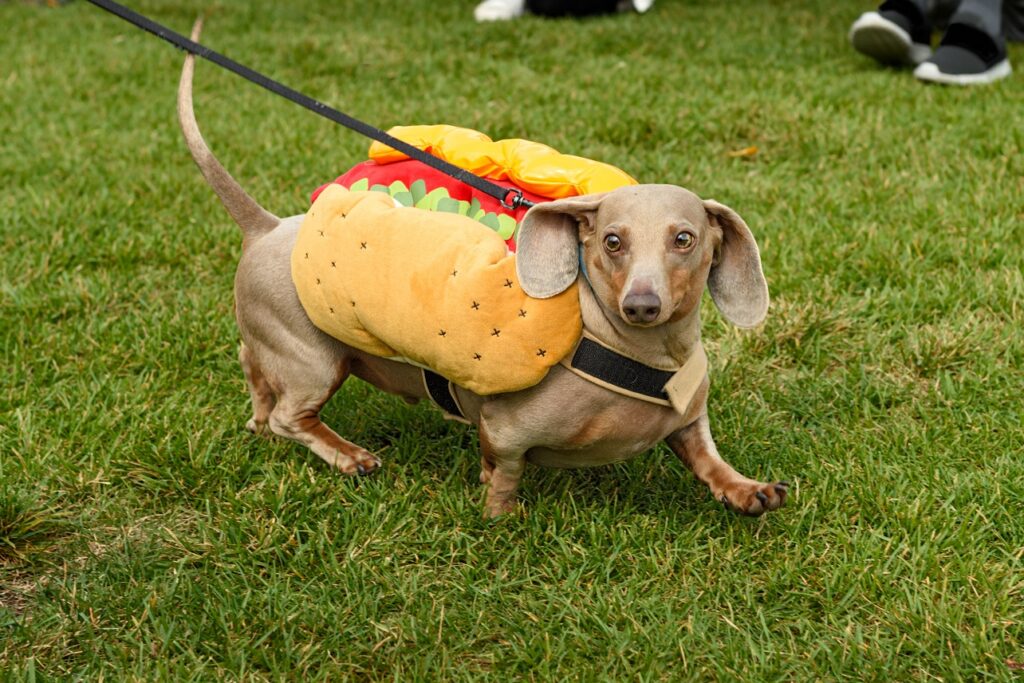 Dackel in Hot Dog Kostüm