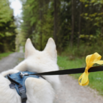 gelbe Schleife für hunde