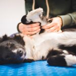 Hund Physiotherapie