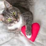 Katze Valentinstag