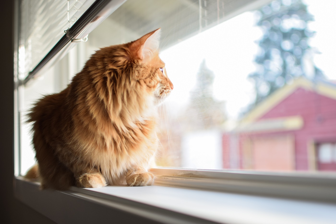 Katze schaut aus Fenster