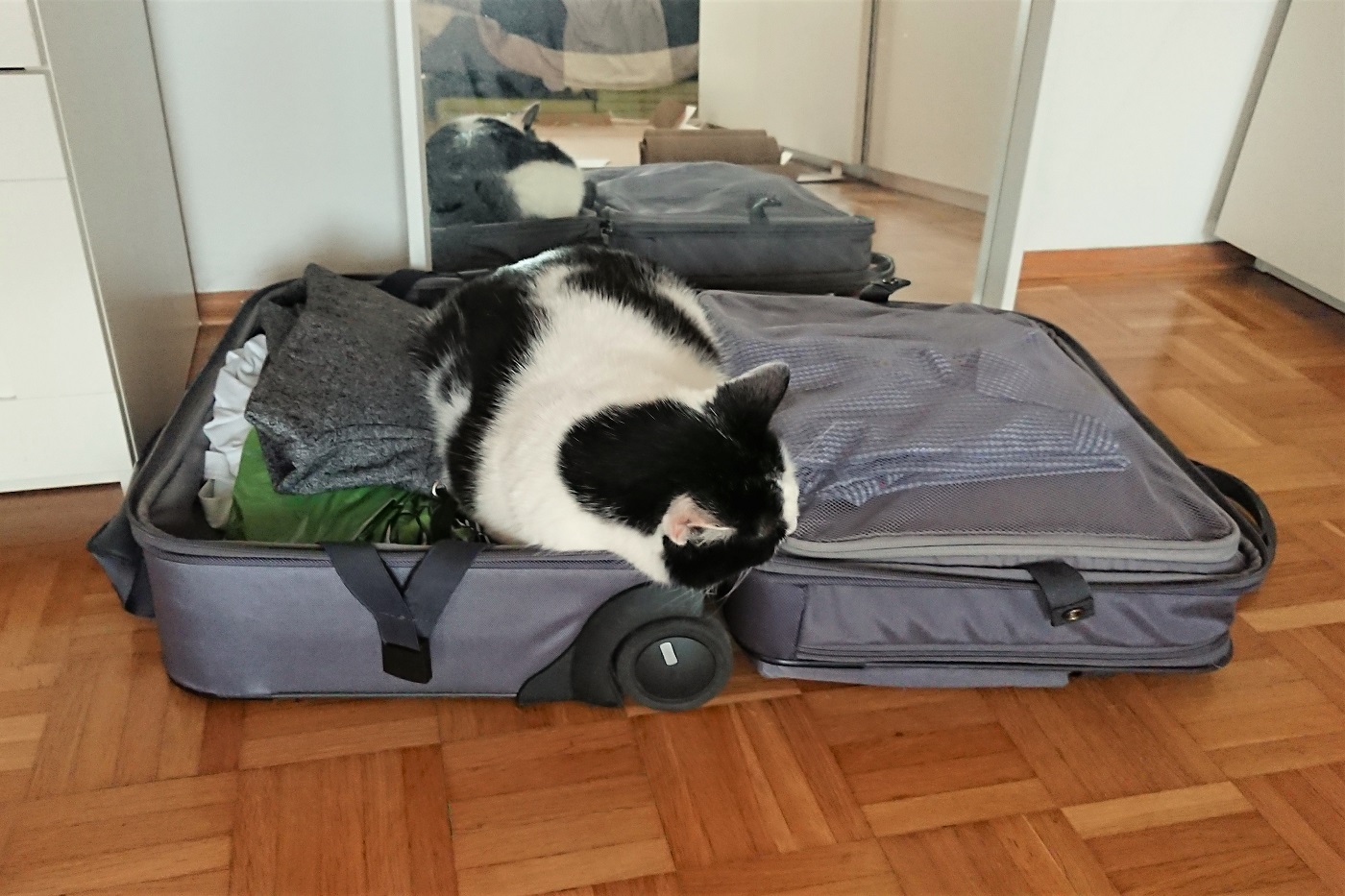 Katze Koffer