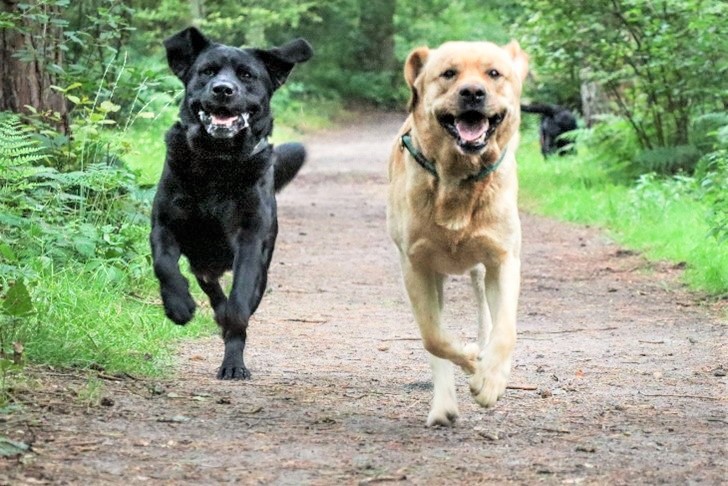 Labrador Hunde rennen