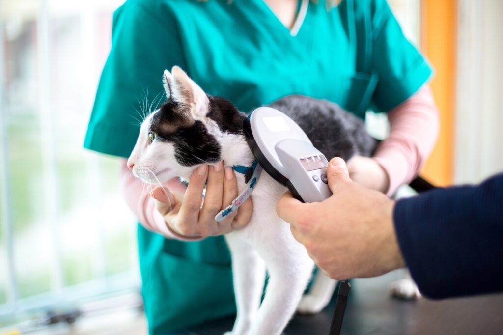 Kennzeichnungspflicht Katze Tierarzt
