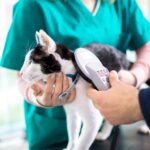 Kennzeichnungspflicht Katze Tierarzt