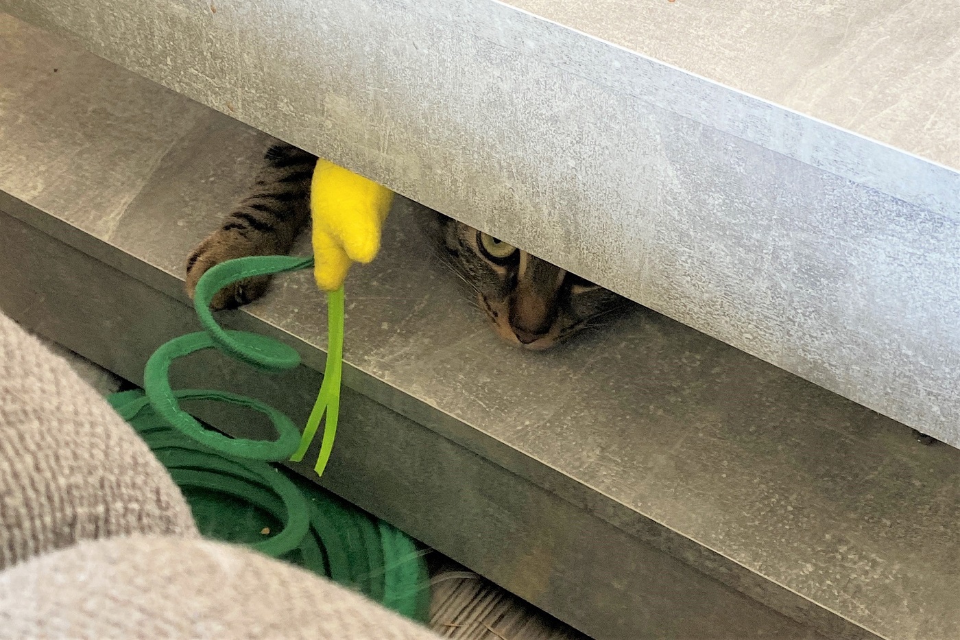 Katze versteckt sich