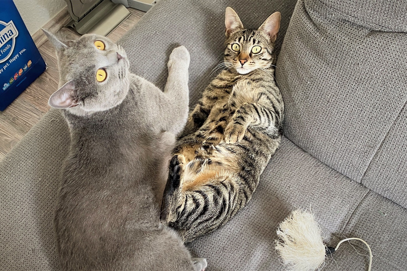 Katzen auf der Couch